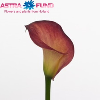 Zantedeschia 'Liberty' fotografija