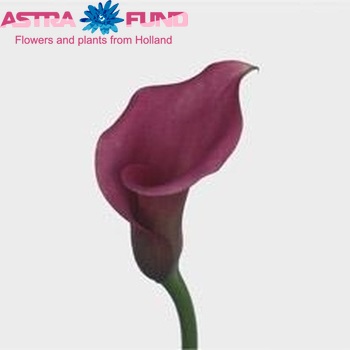Zantedeschia 'Lipstick' fotografija