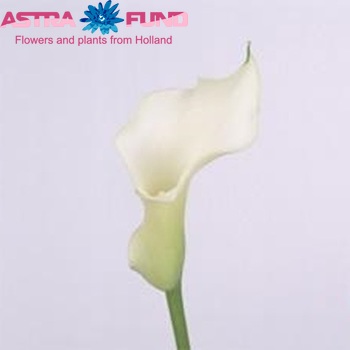 Zantedeschia 'Little Jimmy' fotografija