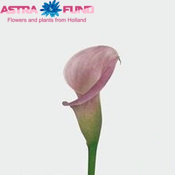Zantedeschia 'Little Suzy' fotografija