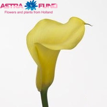 Zantedeschia Luna fotografija