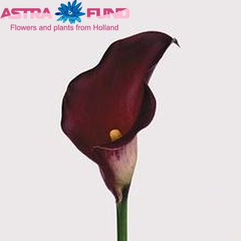 Zantedeschia 'Majestic Red' fotografija