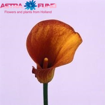 Zantedeschia 'Mandarin' fotografija