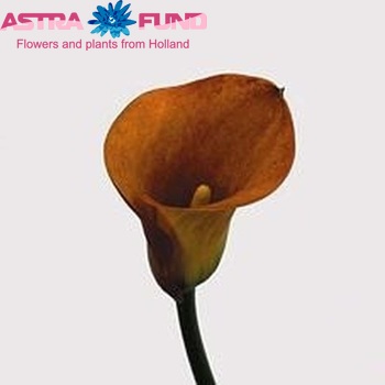 Zantedeschia 'Mango' fotografija
