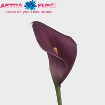 Zantedeschia 'Marlies' fotografija