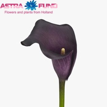 Zantedeschia 'Merlot' fotografija