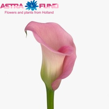 Zantedeschia 'Mi Amore' fotografija