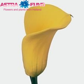 Zantedeschia 'Millennium Gold' fotografija