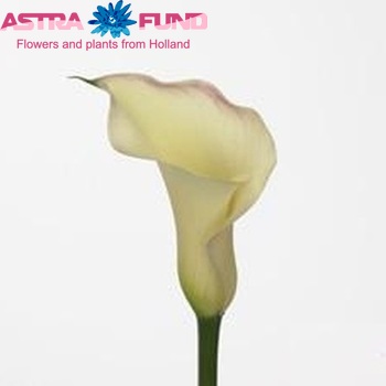 Zantedeschia Minerva fotografija