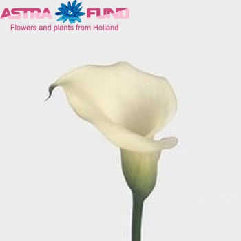 Zantedeschia 'Mint Julip' fotografija