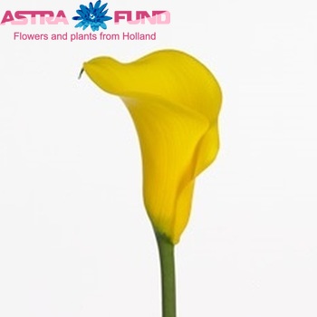Zantedeschia 'Moonshine' fotografija