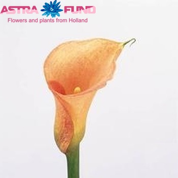 Zantedeschia 'Mozart' zdjęcie