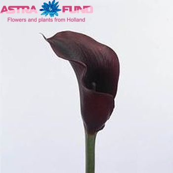 Zantedeschia 'Naomi' zdjęcie
