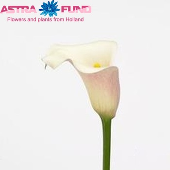 Zantedeschia Navarone zdjęcie