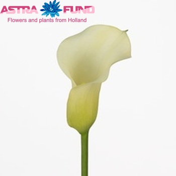 Zantedeschia 'Navona' zdjęcie
