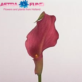 Zantedeschia 'Neon Amour' zdjęcie