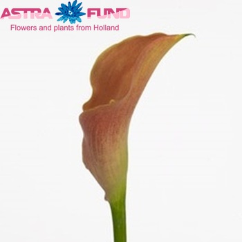 Zantedeschia 'Neroli' zdjęcie