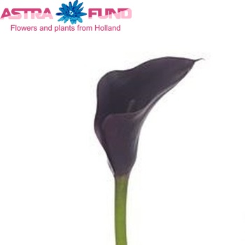 Zantedeschia 'Odessa' zdjęcie