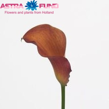 Zantedeschia 'Orange Beauty' zdjęcie