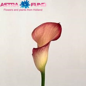 Zantedeschia 'Pacific Pink' fotografie