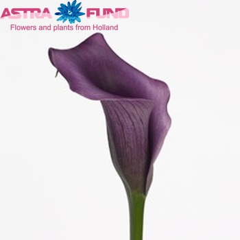 Zantedeschia 'Paco' fotografie