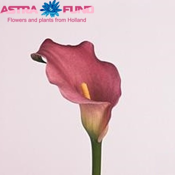 Zantedeschia 'Parfait' fotografie