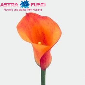Zantedeschia 'Passion' fotografie