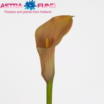 Zantedeschia 'Passionfruit' fotografie