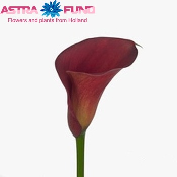 Zantedeschia 'Perfect Lover' fotografie