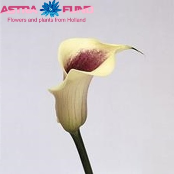 Zantedeschia 'Picasso' fotografie