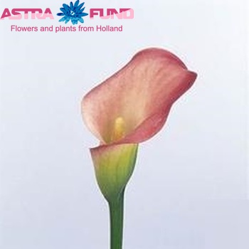 Zantedeschia 'Pillow Talk' fotografie