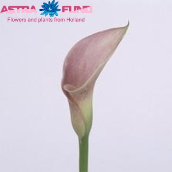 Zantedeschia 'Pink Diamond' fotografie