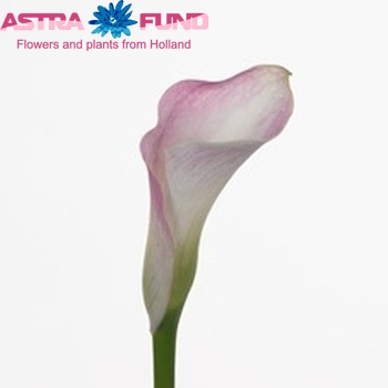 Zantedeschia 'Pink Giant' fotografie