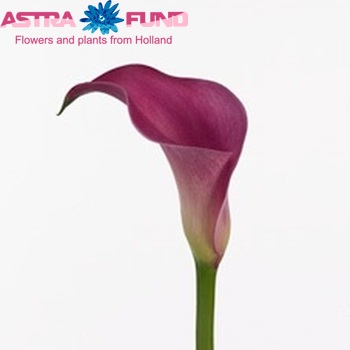 Zantedeschia 'Pink Jewel' fotografie