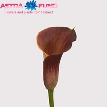 Zantedeschia 'Pink Persuasion' fotografie