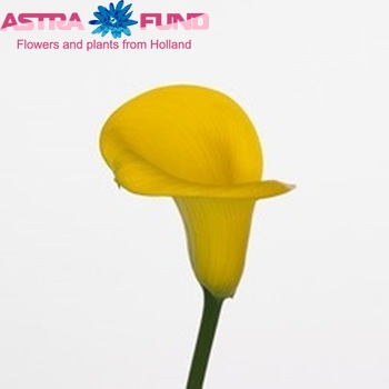 Zantedeschia 'Pisa' fotografie
