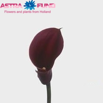 Zantedeschia 'Portofino' fotografie