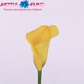 Zantedeschia 'Pot of Gold' fotografie