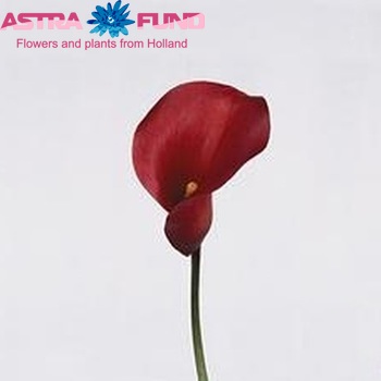 Zantedeschia 'Pretty Woman' fotografie