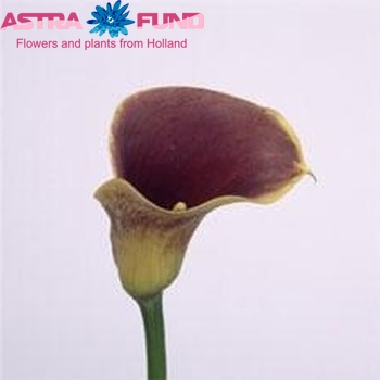Zantedeschia 'Purple Haze' fotografie