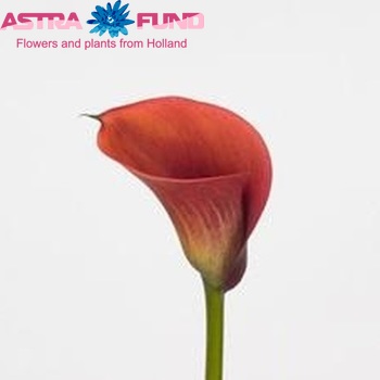 Zantedeschia 'Red Alert' foto