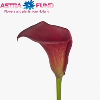 Zantedeschia 'Red Balance' foto