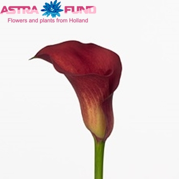 Zantedeschia 'Red Pulse' foto
