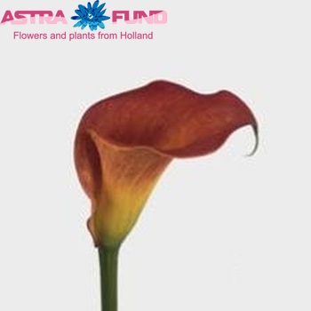 Zantedeschia 'Red Sox' foto