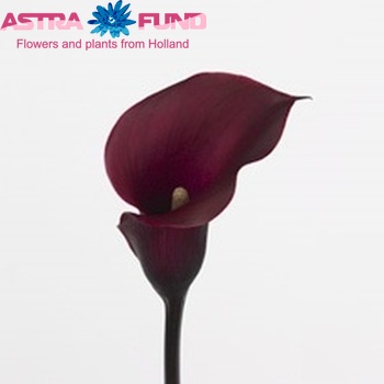 Zantedeschia 'Red Star' foto