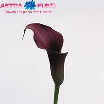 Zantedeschia 'Regal' foto