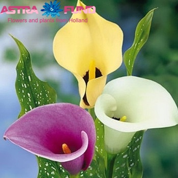Zantedeschia Rehmannii Grp 'Super Gem' foto