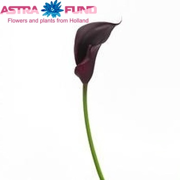 Zantedeschia 'Renoir' foto