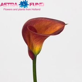 Zantedeschia 'Roma' foto