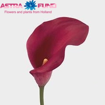 Zantedeschia 'Rosario' foto